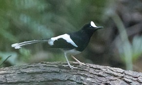 Mengenal Dekat Jenis Burung Kacer Air Meninting Kicau Mania