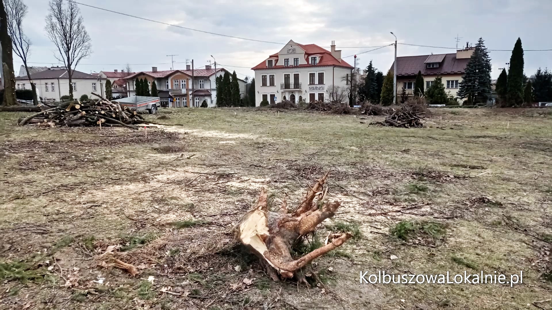 Wielka wycinka przed plebanią [ZDJĘCIA, WIDEO]
