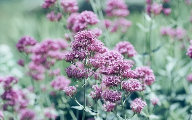 Βαλεριάνα: Το ηρεμιστικό της φύσης  