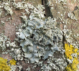 Grey lichen on tree in Nothe Gardens