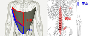 背中のジムマシントレーニング｜広背筋・僧帽筋・脊柱起立筋それぞれの筋トレメニュー解説