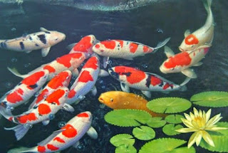 Membuat Ikan Koi Cepat Tumbuh Besar Pusat Ikan Koi