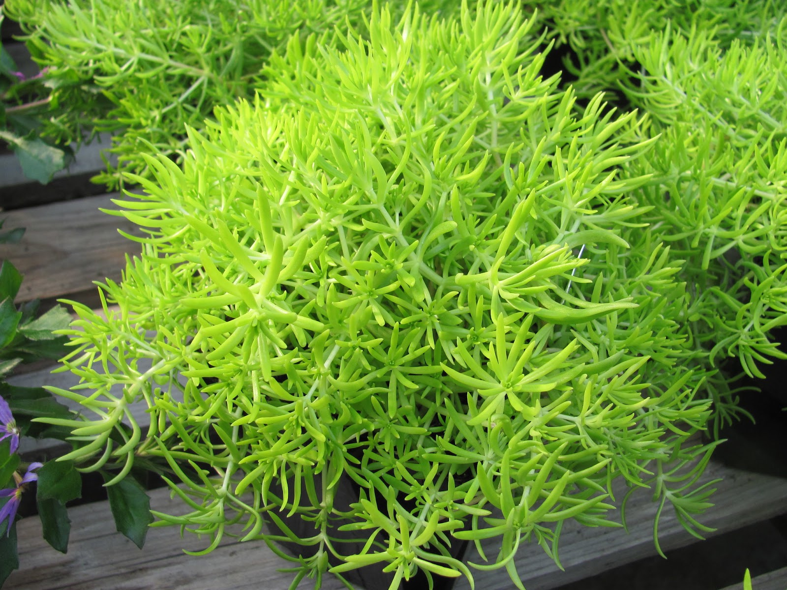 Lemon Coral Sedum care and culture Travaldo's blog