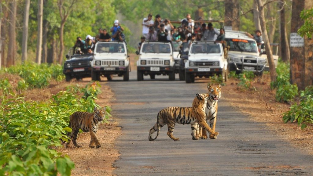 pench jungle safari maharashtra