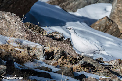 Perdiu blanca (Lagopus muta)