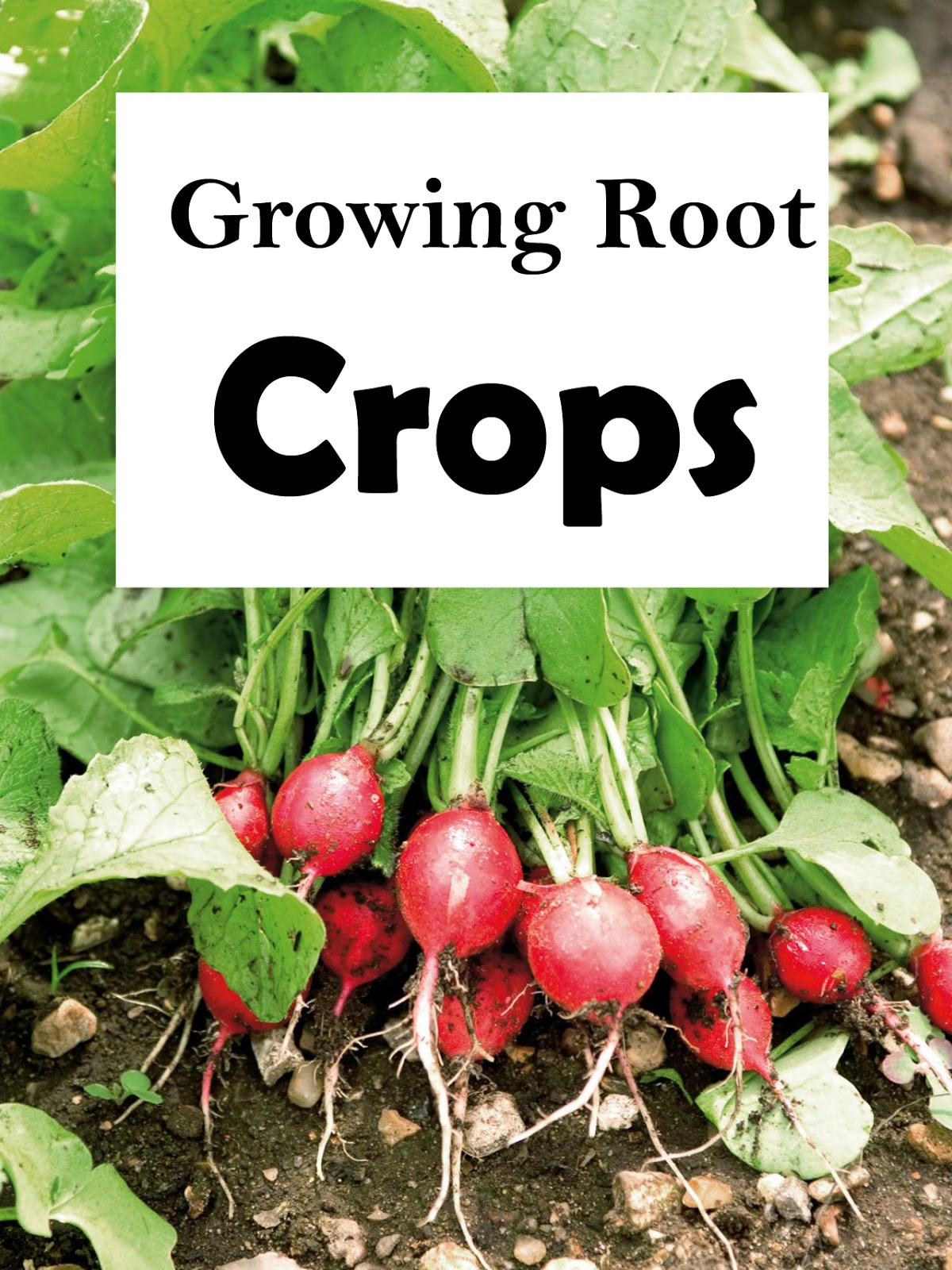 How to Grow and When to Harvest Radishes, Planting Radish Everything