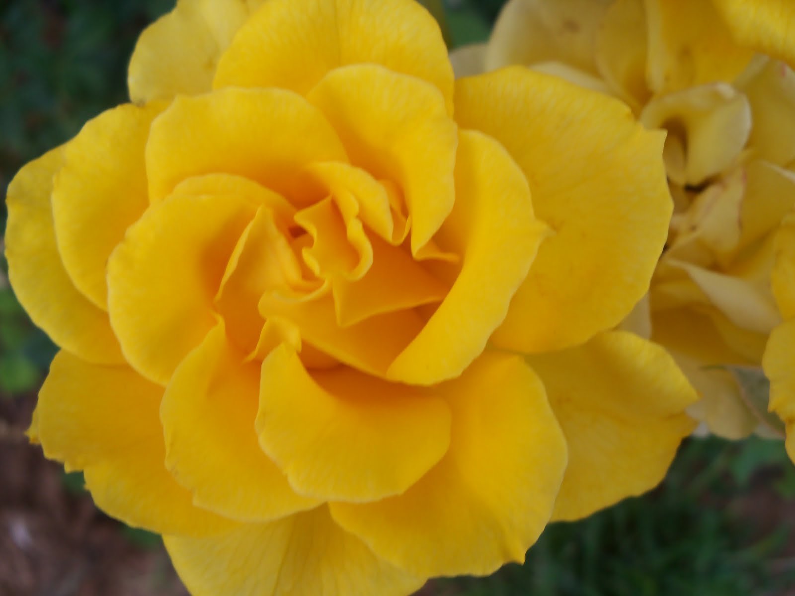 Tumbleweed Crossing: Yellow Roses