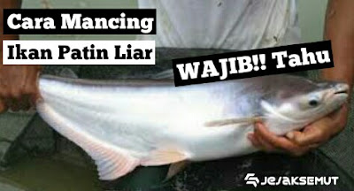 cara mancing ikan patin liar