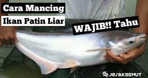 Suka Boncos Zonk Ini Cara Mancing Ikan Patin Liar Yg Benar Jejaksemut
