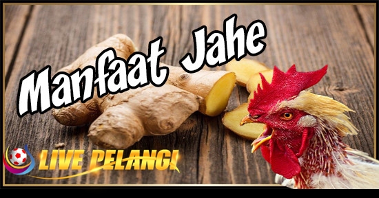 Manfaat Pilkita Bagi Ayam Aduan