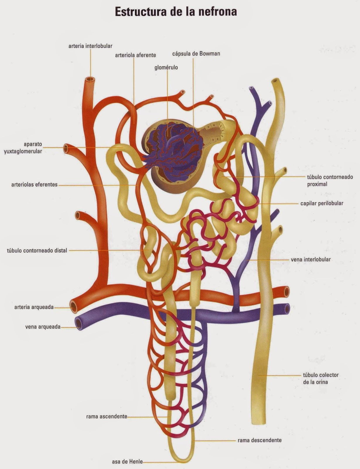 Anatomia Del Sistema Urinario Y Estructura De La Nefrona Images