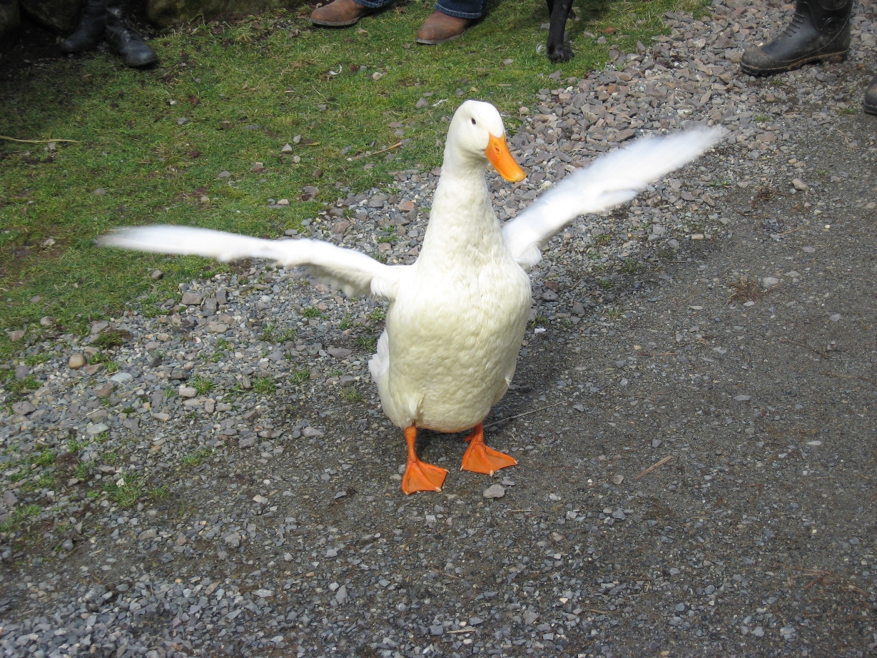 gambar Gambar bebek Lengkap gambar Gambar bebek Lengkap