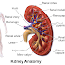 Diabetes effects the kidneys? What type of functions kidneys doing...