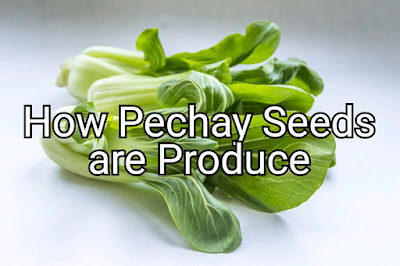 how pechay seeds are produce