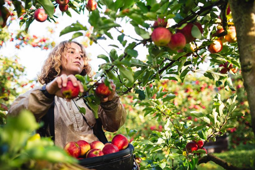 Orchard Fruit Pickers Needed In Canada APPLY HOLARNS