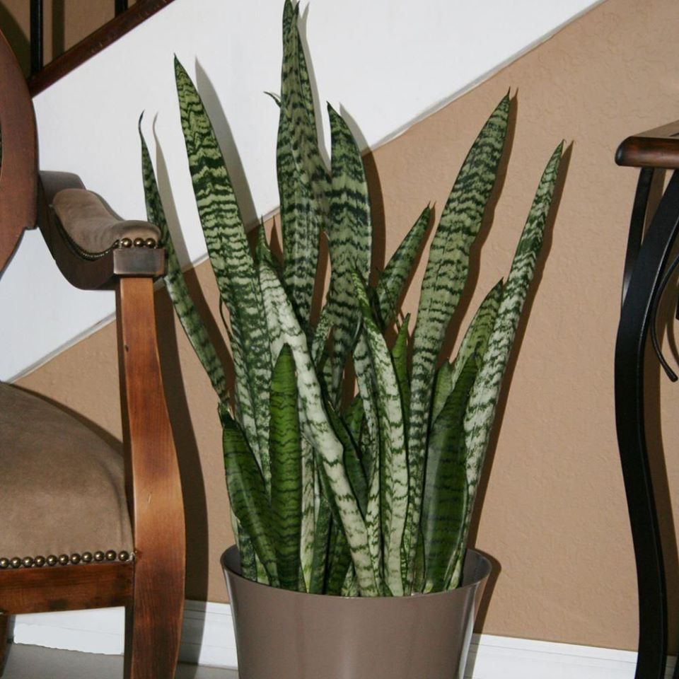 සැන්සවේරියා නොහොත් නියද . (Snake Plant)