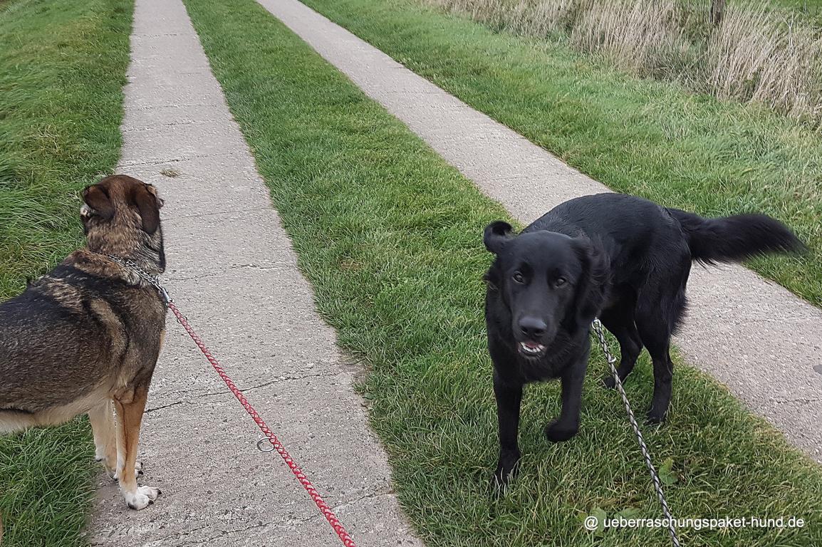 Überraschungspaket Hund ein Hundeblog der zeigt, wie unterschiedlich