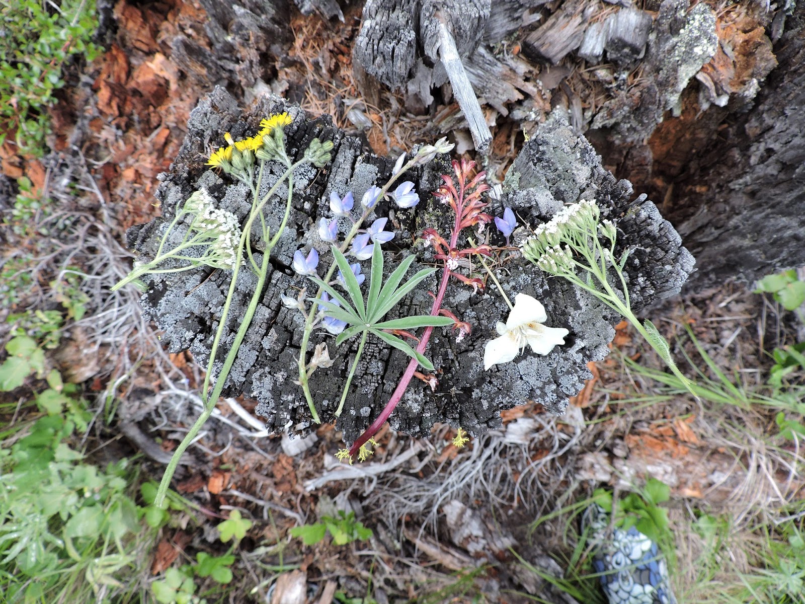 hippie goddess camp ~ craft ideas for the perfect getaway