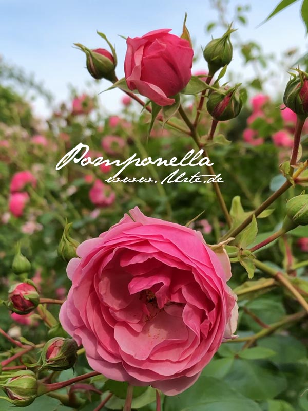 Rosen Im Spatsommer Und Mehr Mayodans Blog