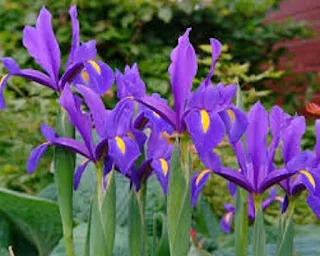 Iris flower - berbagaireviews.com
