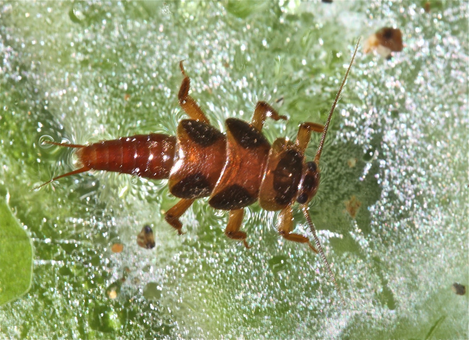 Aquatic Insects of Central Virginia: Revisiting Peltoperlids (Roach ...