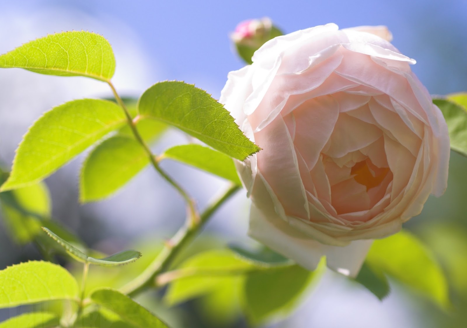 full picture: Loving White Rose Flowers Wallpapers