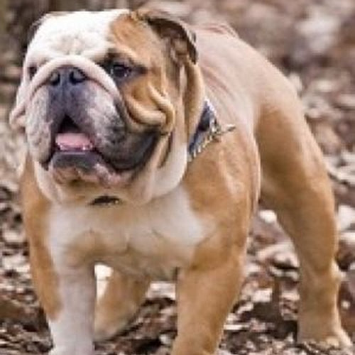 most expensive english bulldog