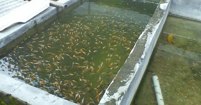cara memelihara ikan nila supaya cepat besar