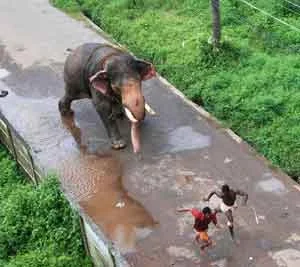 Idukki, Elephant Attack, Kerala, Control over elephant show.