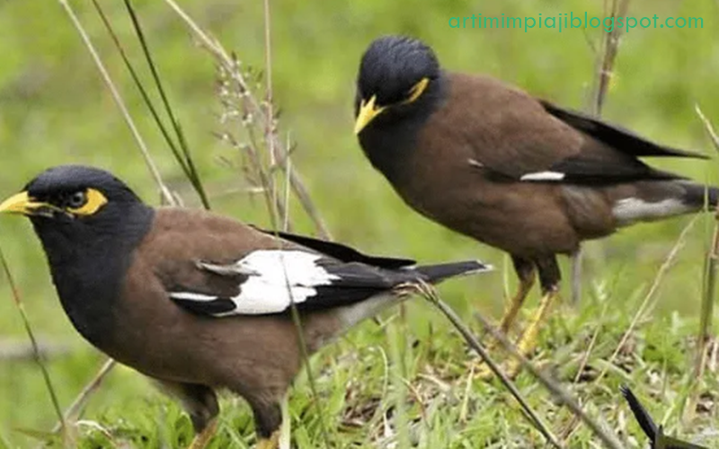23 Arti Mimpi Tentang Burung Jalak Ungu Menurut Primbon Jawa Dan Islam Arti Mimpi 23 Arti Mimpi Tentang Burung Jalak Ungu Menurut Primbon Jawa Dan Islam Arti Mimpi