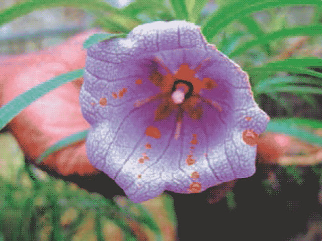 Растение Nesocodon mauritianus — редкий эндемичный вид, растущий на острове Маврикий. Оно стало известным в 80-е годы ХХ века, когда ботаники обнаружили, что его цветы производят красный нектар, привлекающий гекконов, которые его опыляют.