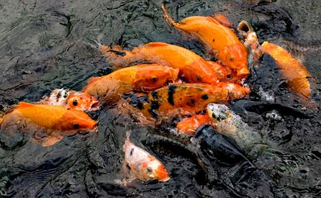 Resep Umpan Mancing Ikan Mas Sederhana