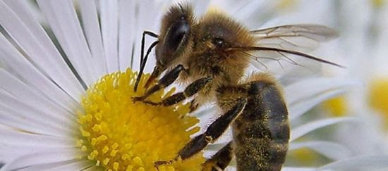 Nuestras abejas en peligro