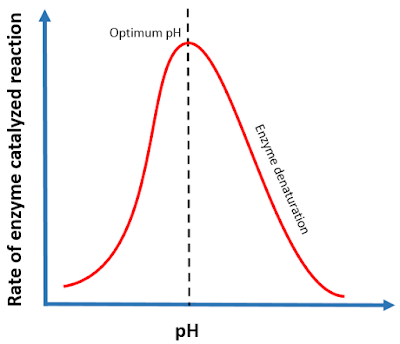 effect of pH on enzyme catalysis