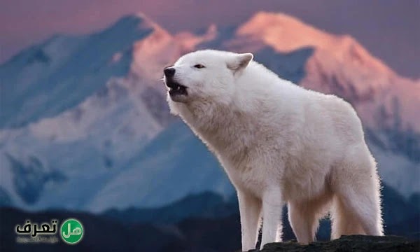 الذئب الأبيض