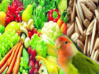 Pakan Untuk Meningkatkan Birahi Lovebird Agar Cepat Kawin Purwomp Com