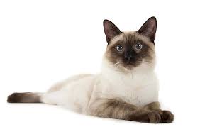 Kucing Siamese dan Karakteristiknya