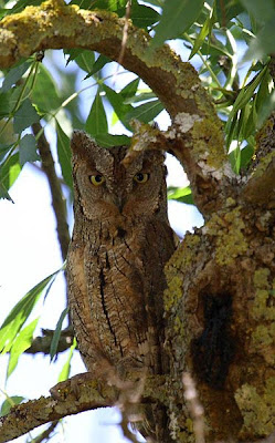 Otus scops