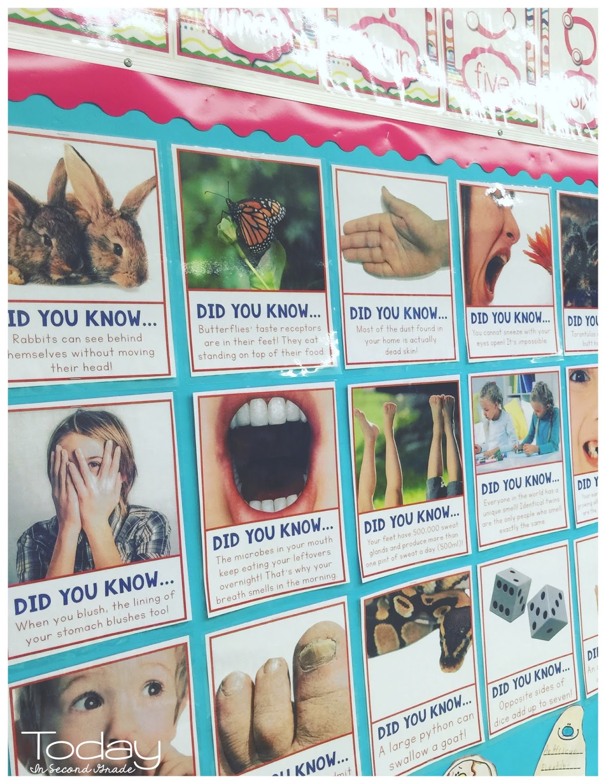 Gross Facts! - Today in Second Grade