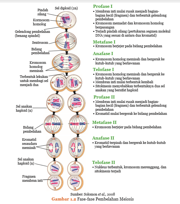 SISTEM REPRODUKSI PADA MANUSIA By : SITI SALAMIAH, S.Pd