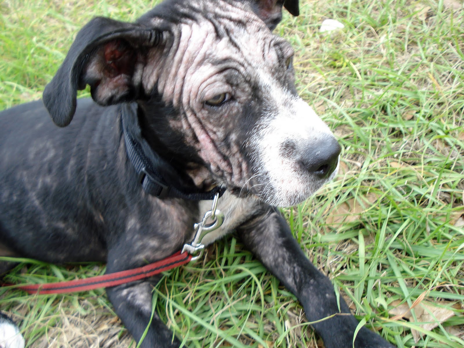 Raising Toot and Roxy What is mange? My pitbull puppy(ies) have mange, what the best way to