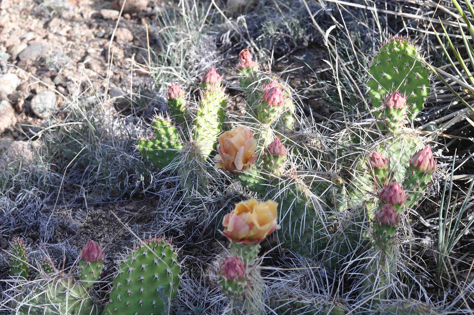 cactus Greencrest Buena Vista coloradoviews.filminspector.com