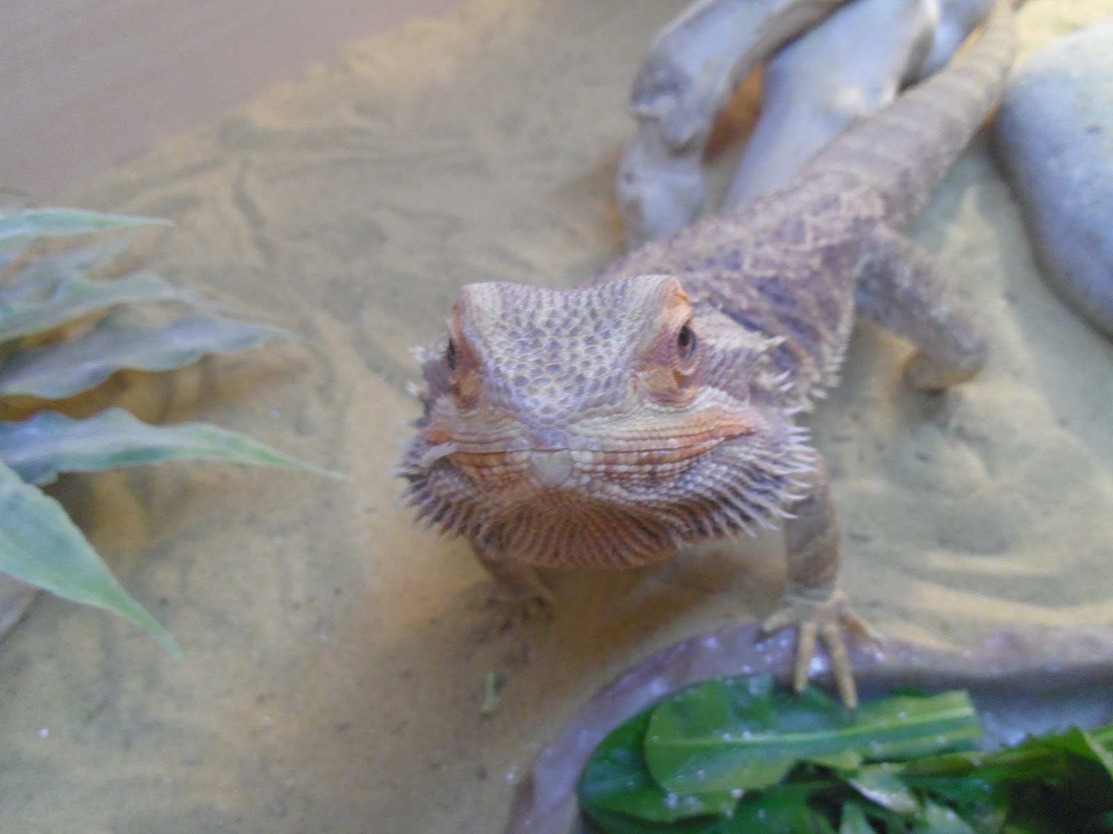 baby-bearded-dragon-eating-mealworms