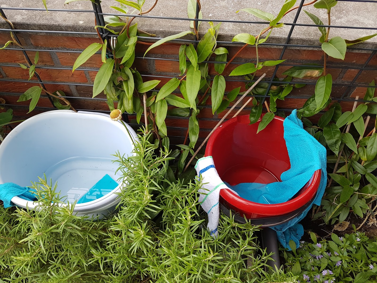 Mariönkes Chroniken D.I.Y. Bewässerungssystem für Blumenkübel