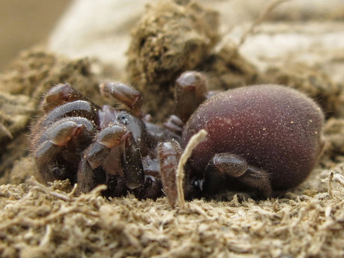 Blue Jay Barrens: Another Trapdoor Spider Blue Jay Barrens: Another Trapdoor Spider