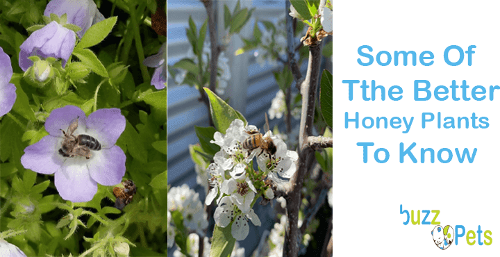 Some Of Tthe Better Honey Plants To Know