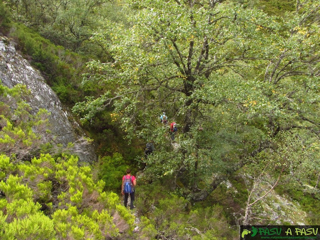 Camino a la Laguna Grande en Muniellos