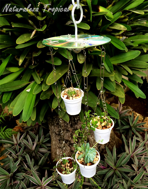 Sonajero de plantas adornando nuestro jardín