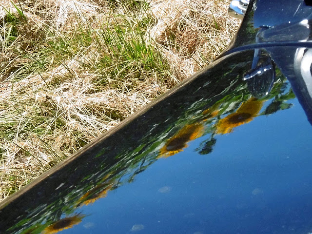 Sunflowers reflected in the bonnet of a classic Citroen. Touraine Loire Valley. France. Photo by Susan Walter.