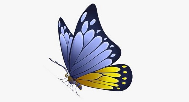 Gambar Animasi Kupu Kupu - Gambar Kehidupan